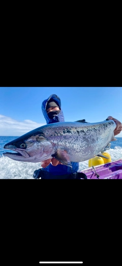 サクラマスの釣果