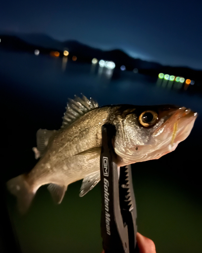 セイゴ（マルスズキ）の釣果