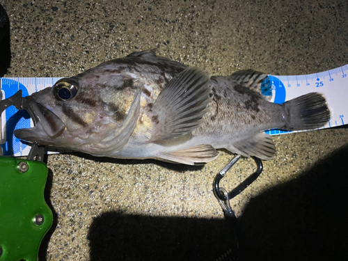 クロソイの釣果