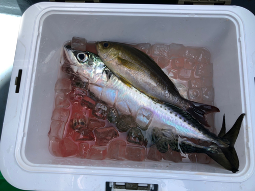 サバの釣果