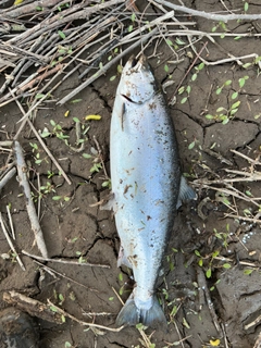 サクラマスの釣果