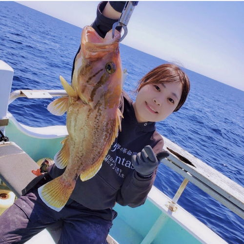 イヤゴハタの釣果