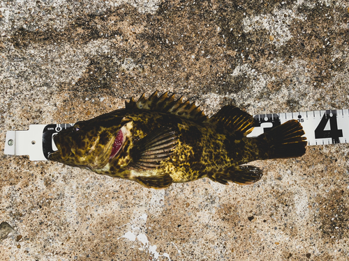 タケノコメバルの釣果