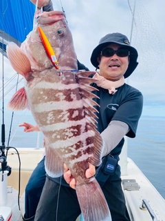 マハタの釣果