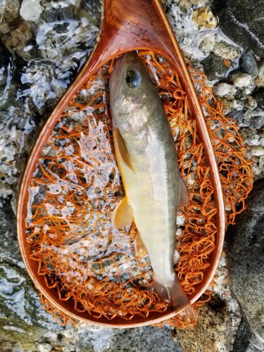 イワナの釣果