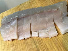 サゴシの釣果