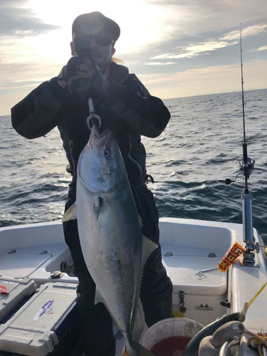 ブリの釣果