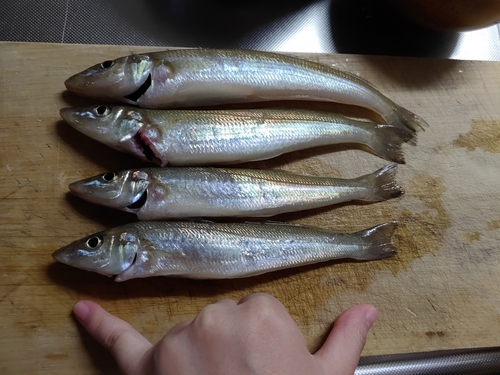 シロギスの釣果