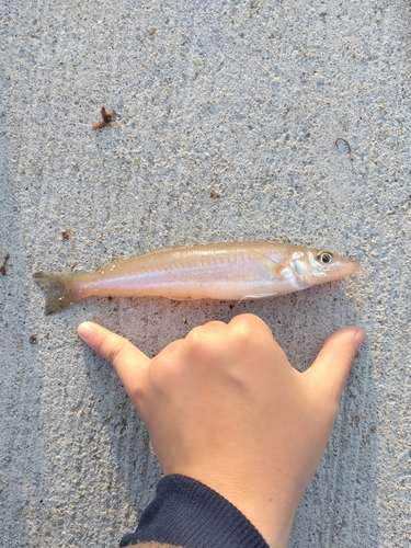 シロギスの釣果