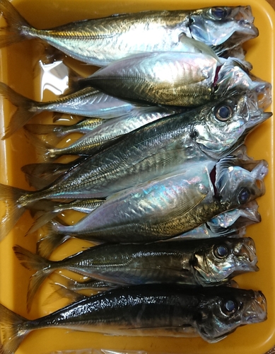 アジの釣果