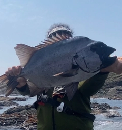 イシダイの釣果