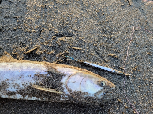 アメマスの釣果