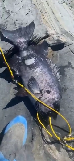 イシダイの釣果