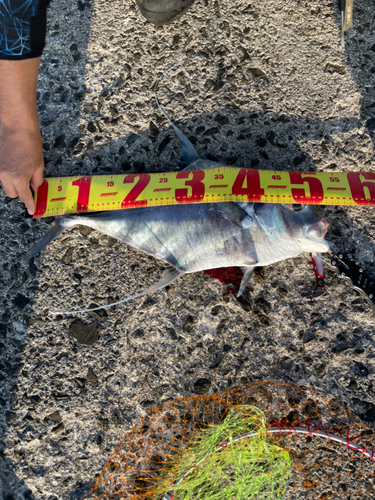 イトヒキアジの釣果