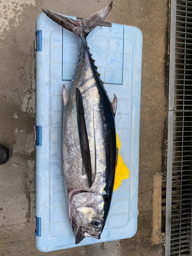 ビンチョウマグロの釣果