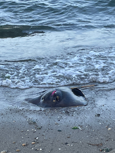 アカエイの釣果