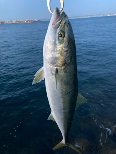 ハマチの釣果