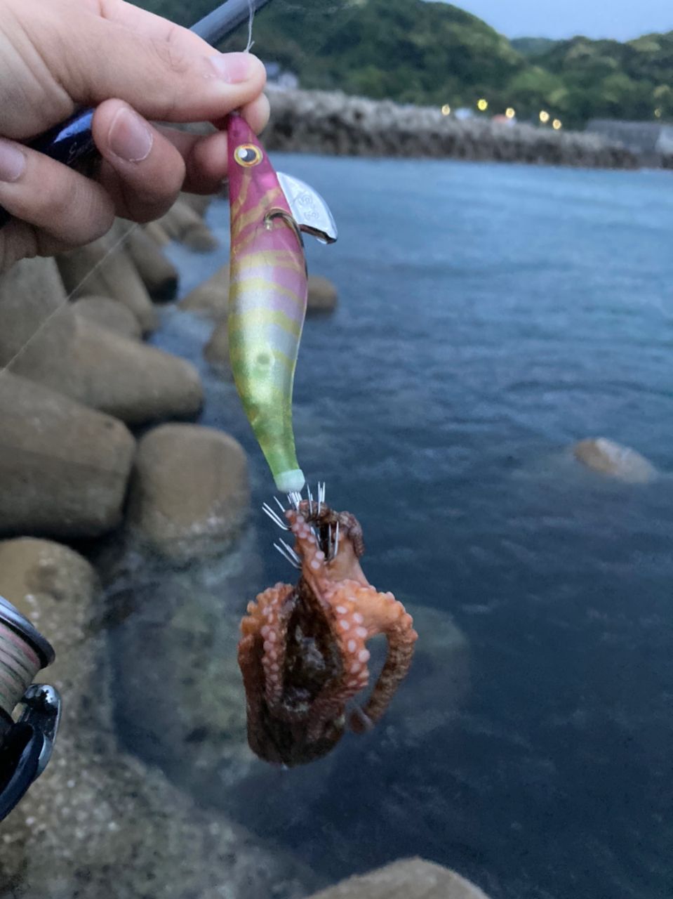 タコ