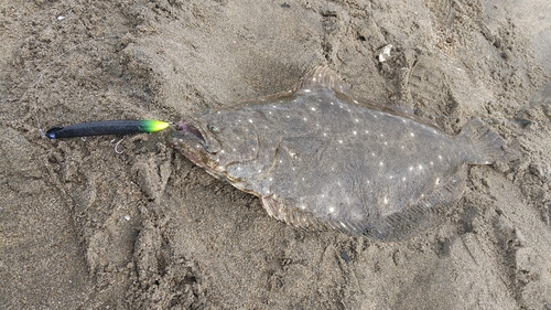 ヒラメの釣果