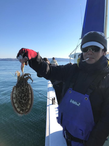 コウイカの釣果