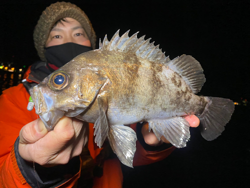 メバルの釣果