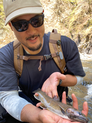 ニッコウイワナの釣果