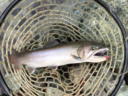 トラウトの釣果