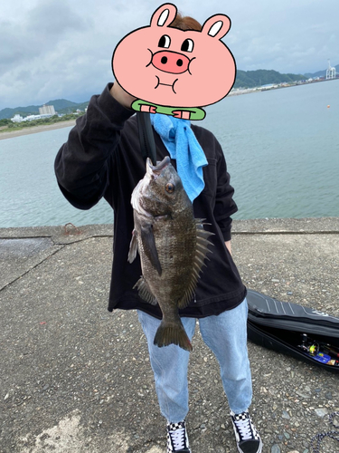 チヌの釣果