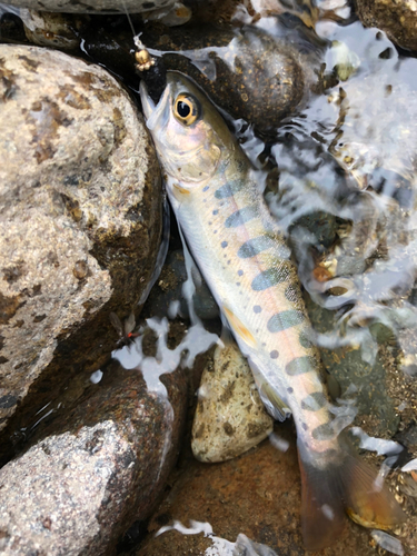 ヤマメの釣果