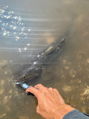 マゴチの釣果