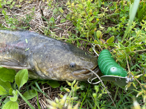 ナマズの釣果