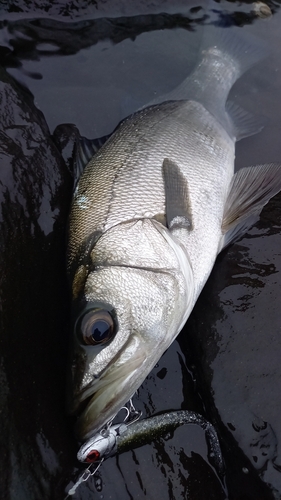 ヒラスズキの釣果