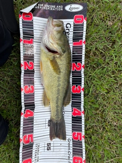 ブラックバスの釣果