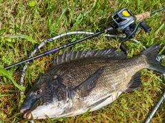 クロダイの釣果