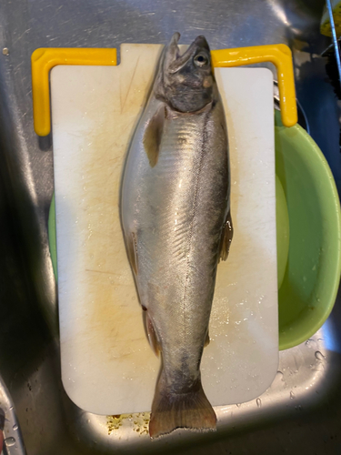 イワナの釣果