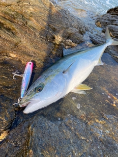 ブリの釣果