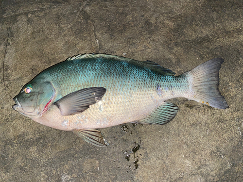 クチブトグレの釣果