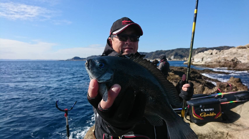 メジナの釣果