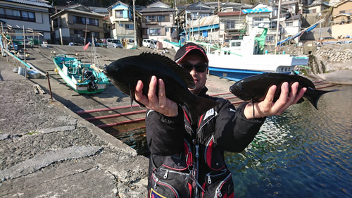 メジナの釣果