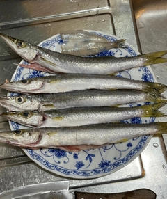 カマスの釣果