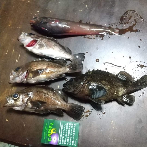 釣果