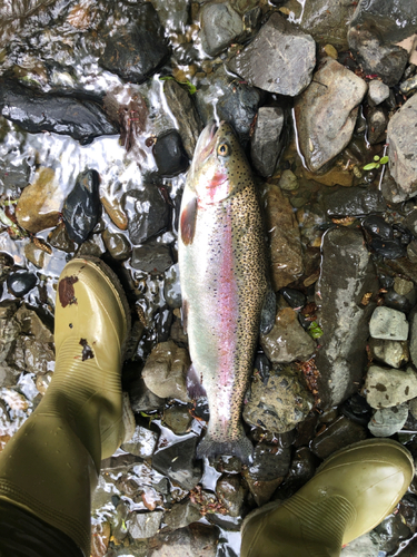 ニジマスの釣果