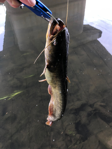 ニホンナマズの釣果