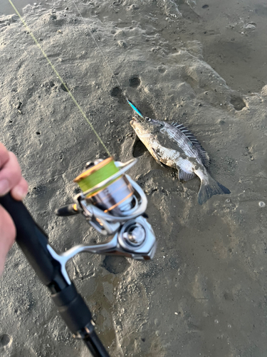 チヌの釣果