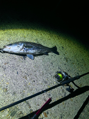 シーバスの釣果