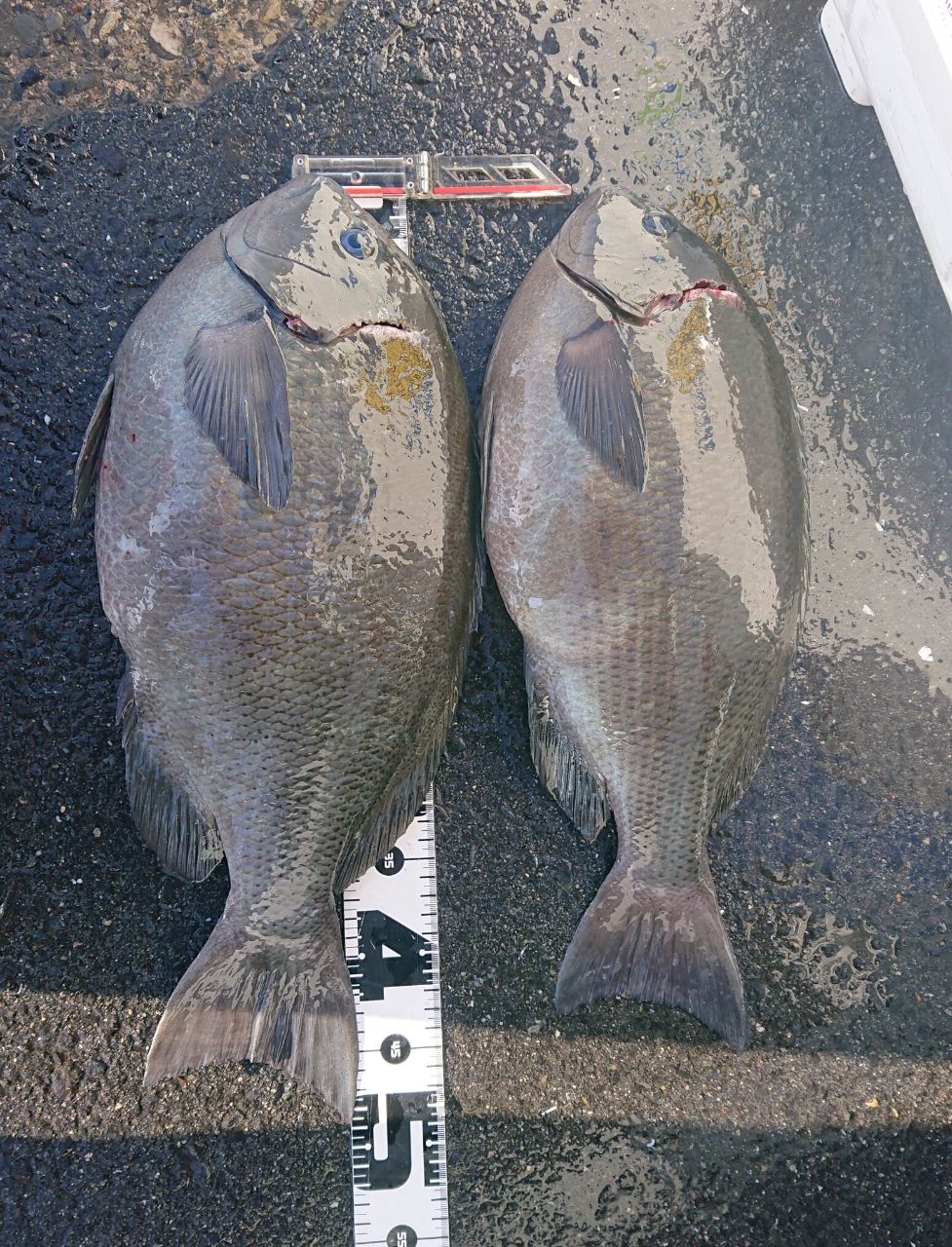 短竿大型五目 一木。さんの釣果 2枚目の画像