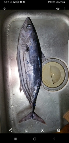 カツオの釣果