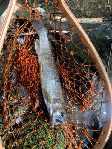 イワナの釣果