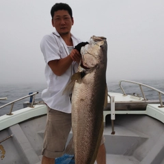 オオニベの釣果