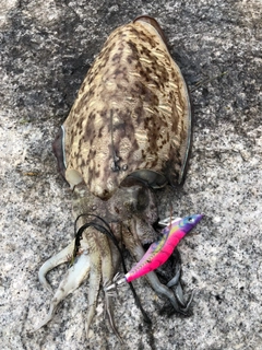 モンゴウイカの釣果